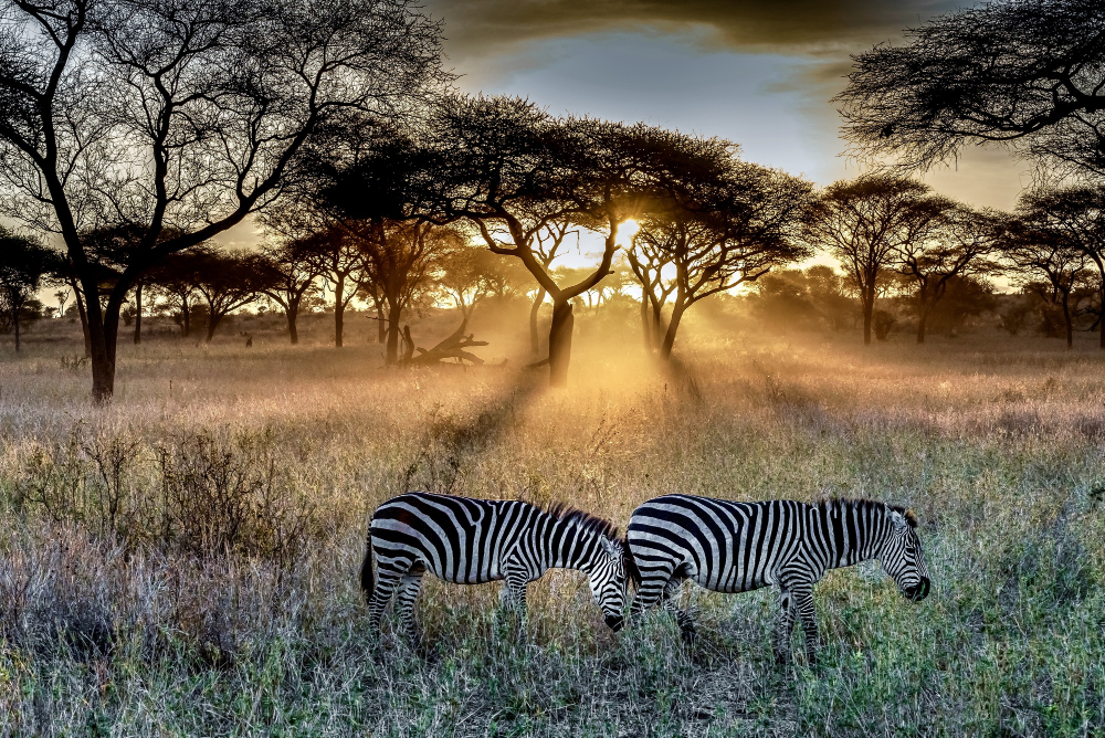 Amboseli