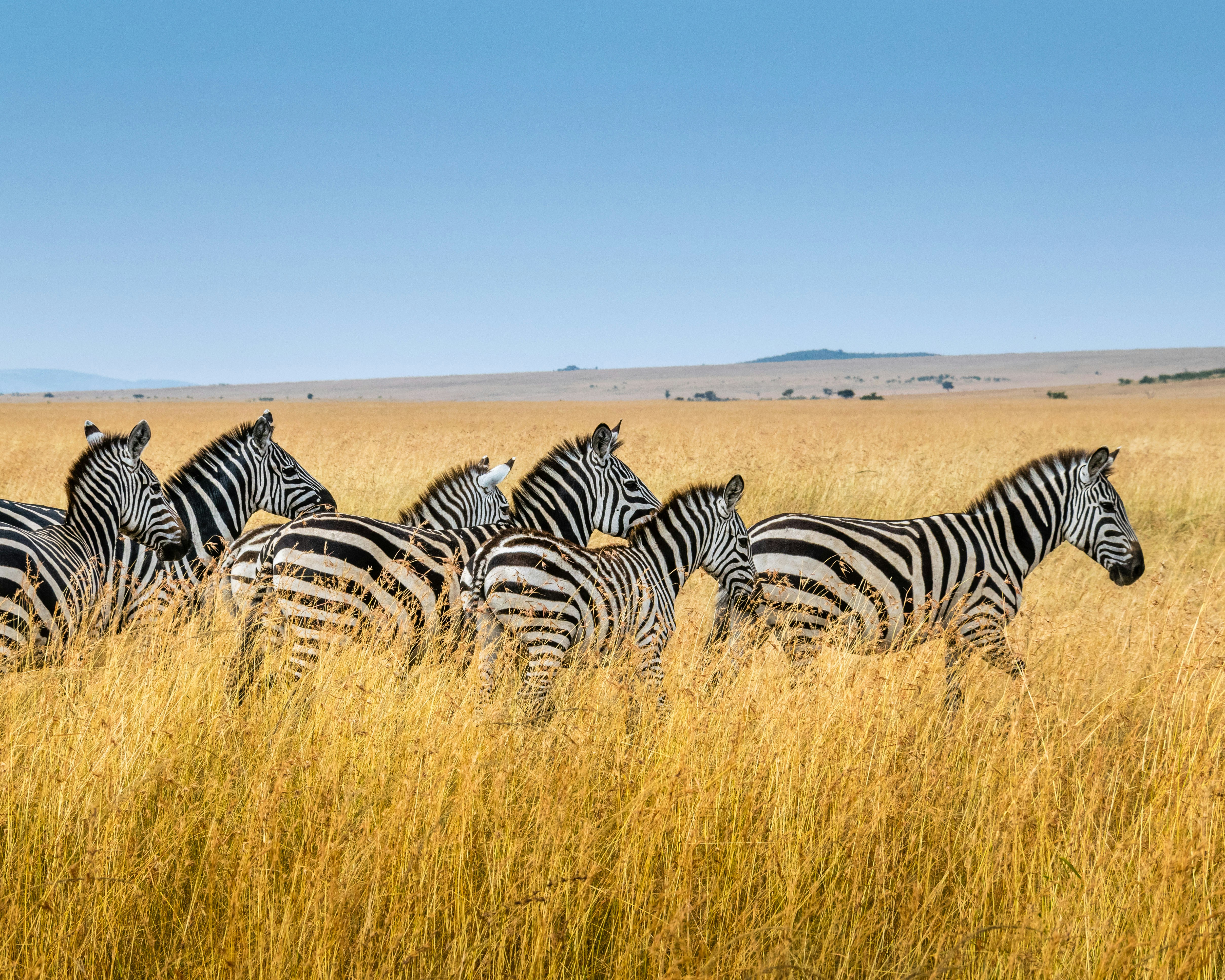 2 Days Tsavo East & West Safari Package