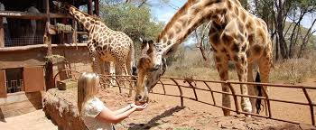 Nairobi National Park, Elephant Orphanage & Giraffe Centre