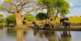 3 Days 2 Nights Safari Tarangire,Lake Manyara & Ngorongoro Crater