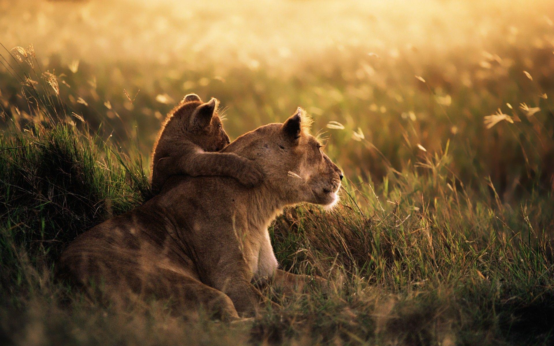 Amboseli vs Masai Mara Safari: Which Is Better for You?